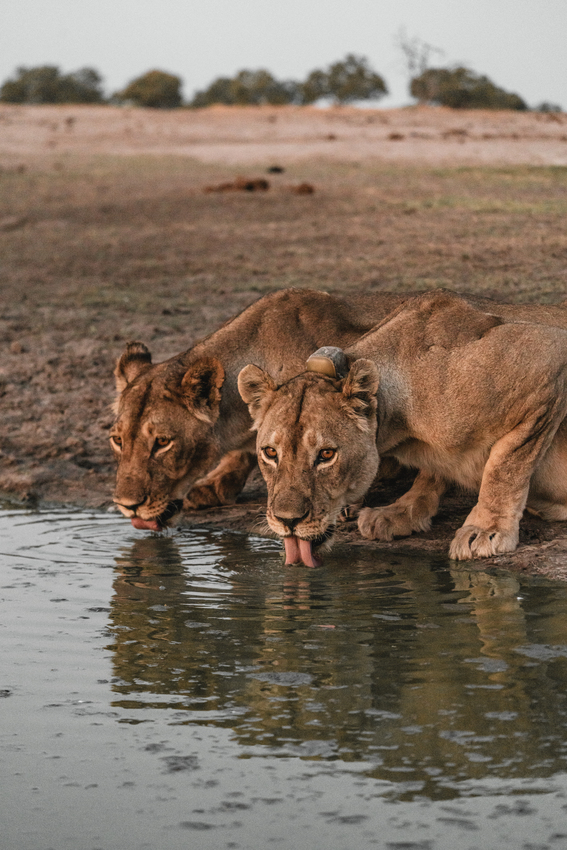 Lions drinking at a waterhole in Hwange