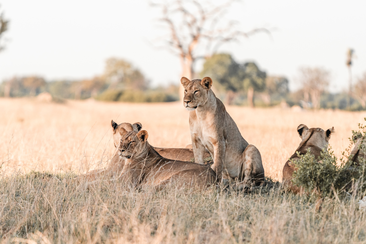 Lions in Hwange National Park