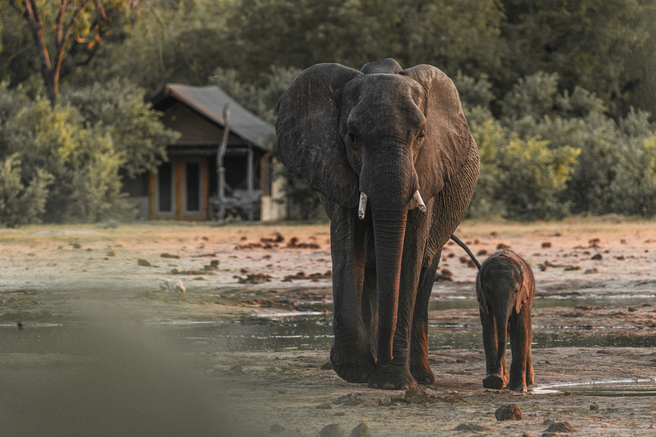 Tented suite at Wilderness Little Makalolo, Hwange