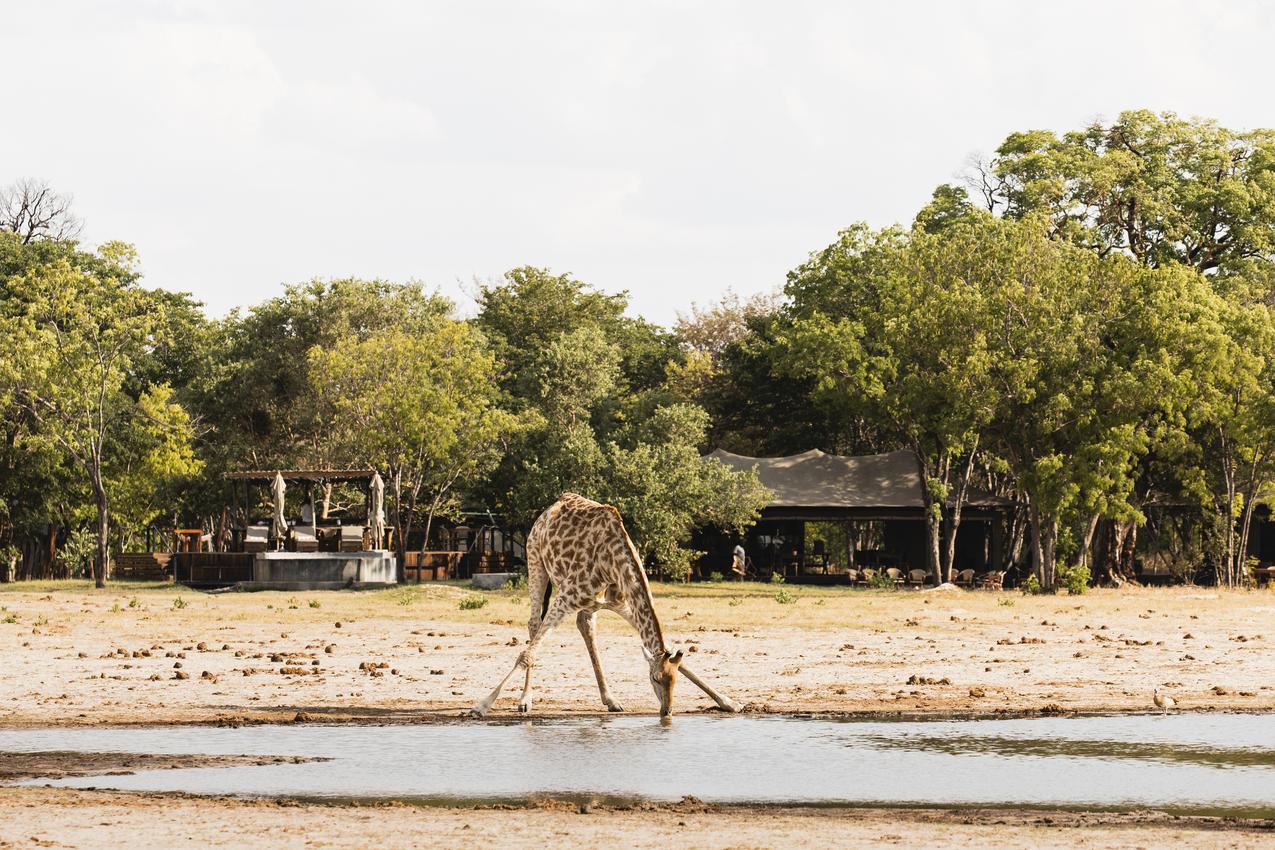 Tents at Little Makalolo camp in Hwange