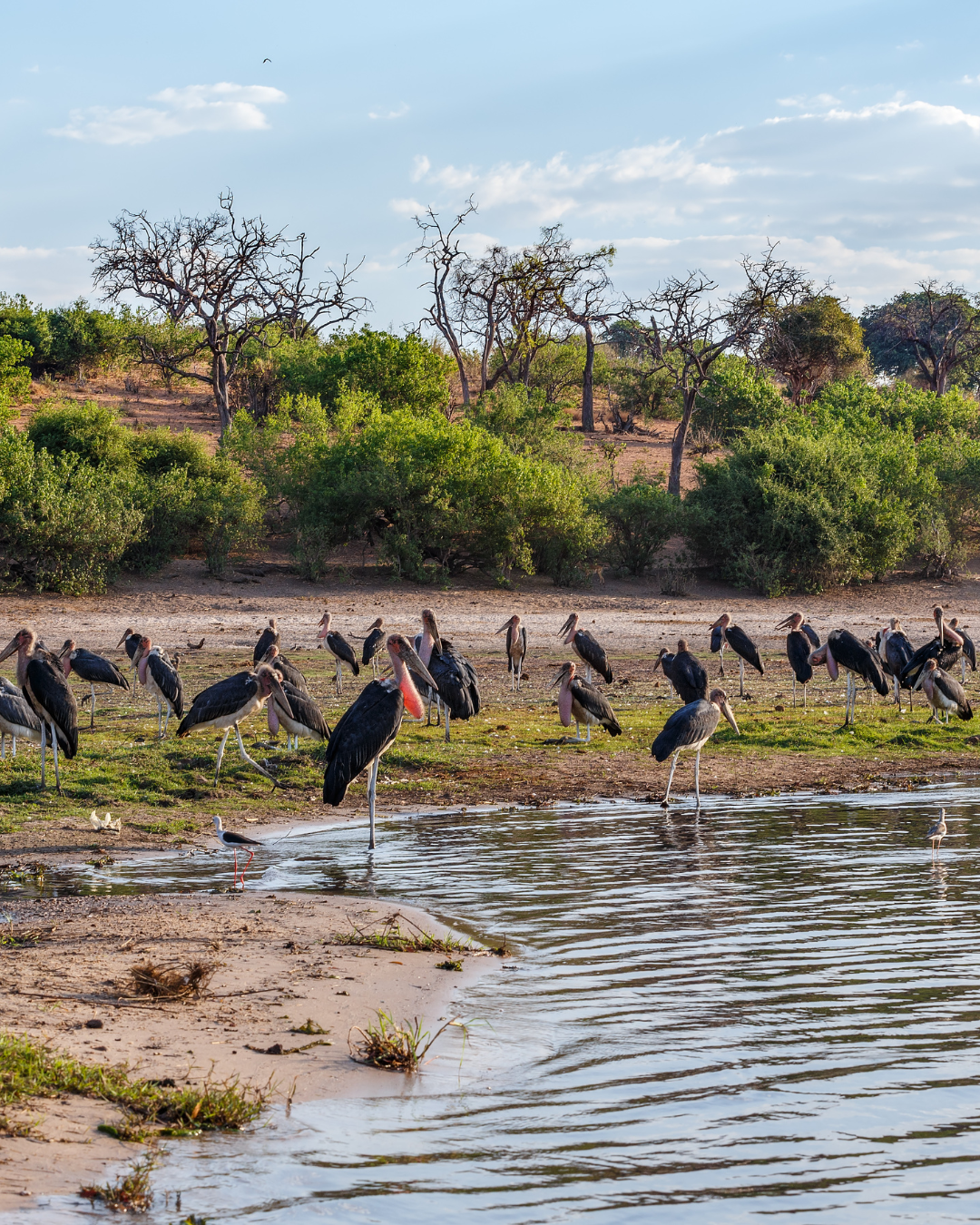 Birding safaris in Africa