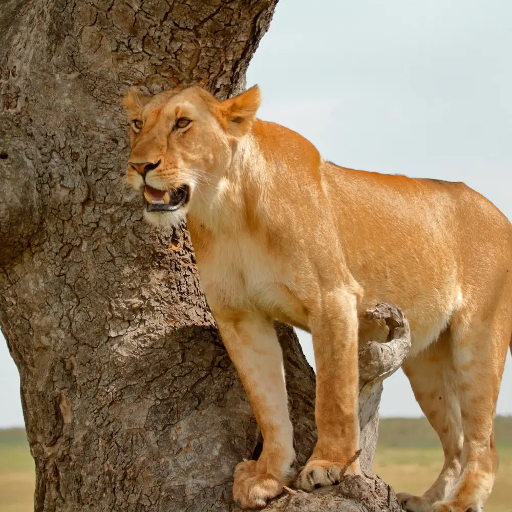 Best time to visit Kenya and Tanzania