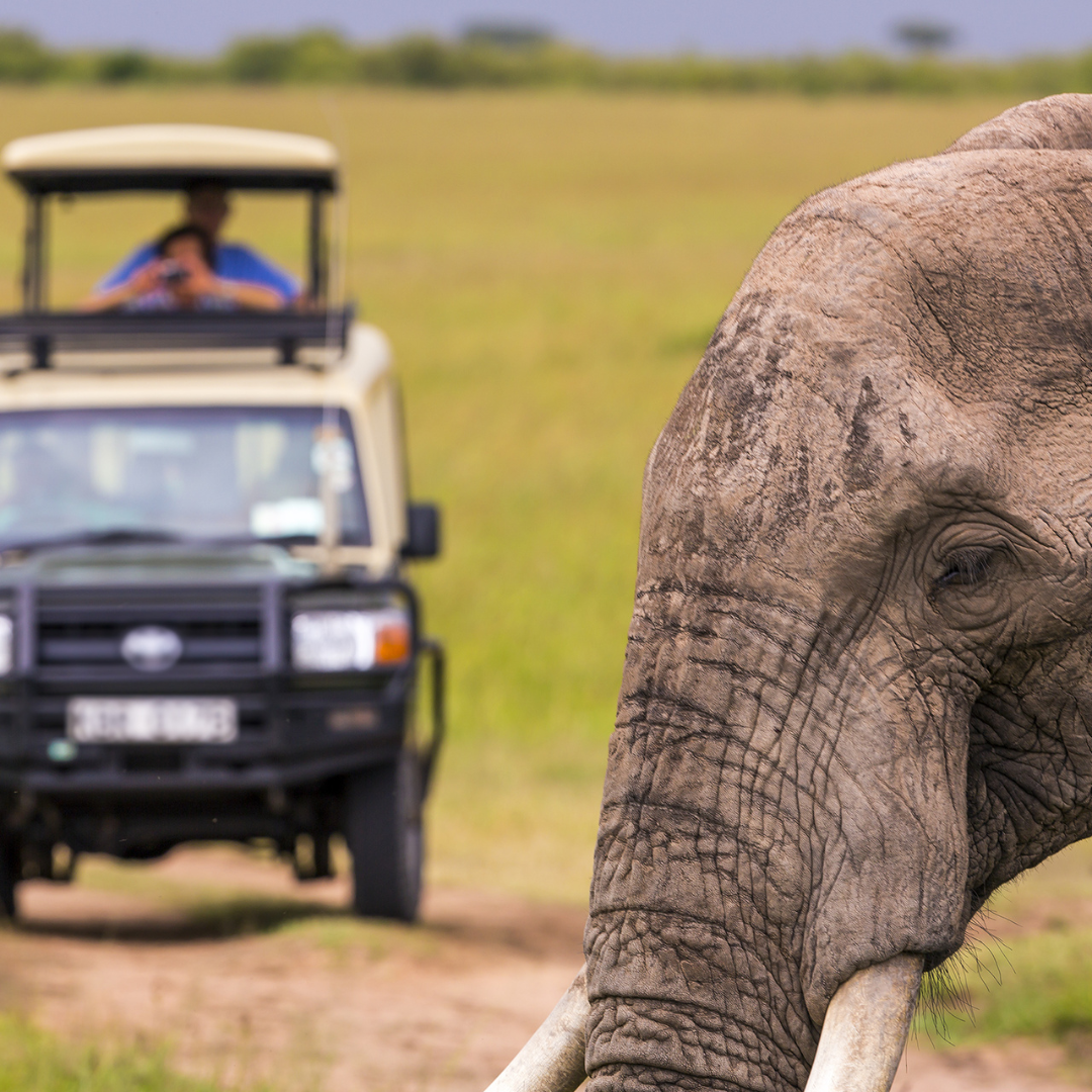 Masai Mara vs Serengeti safari comparison