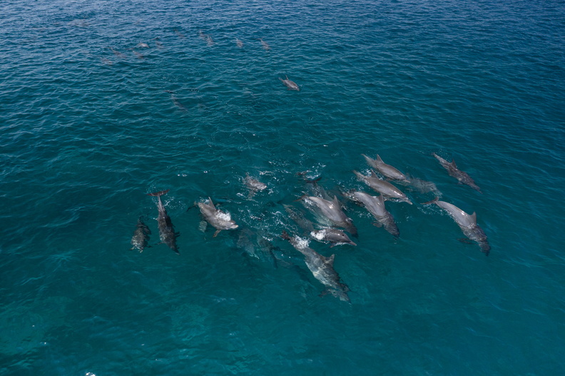 Dolphins in Mauritius