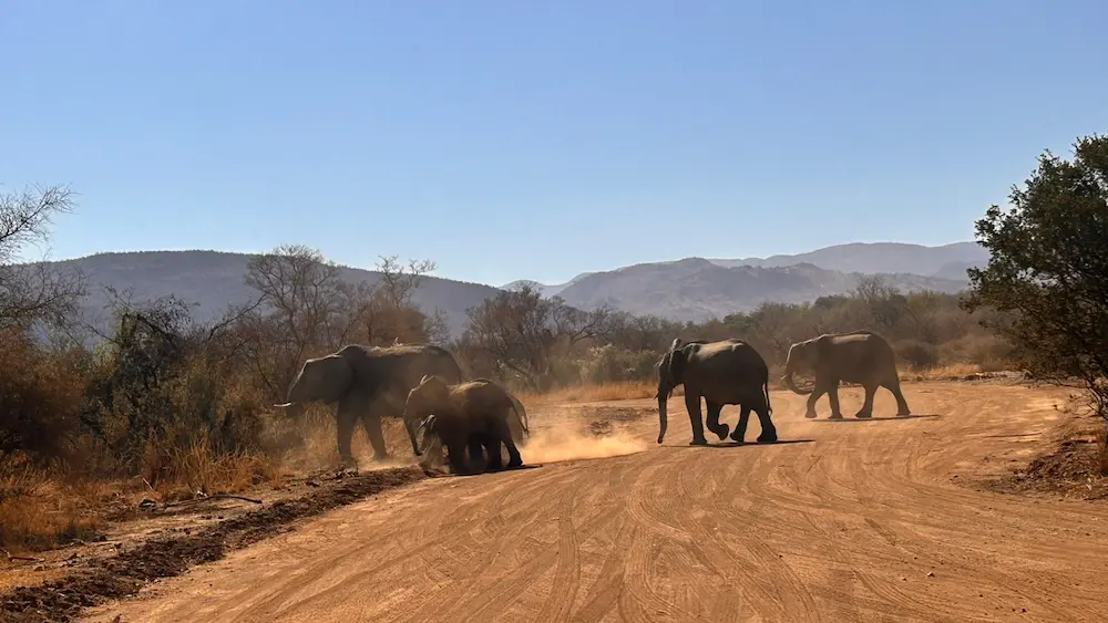 Pilanesberg 3 Hour Private Game Drive