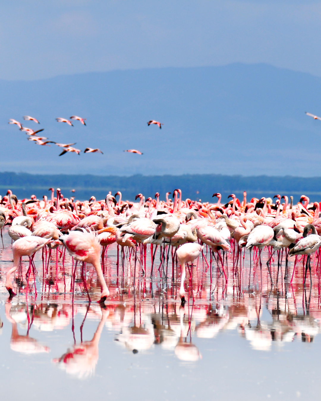 Namibia Etosha birding safari