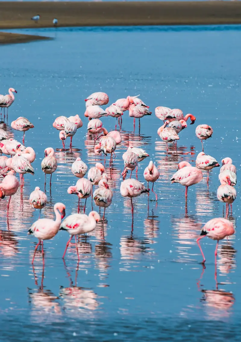 Flamingos near Walvis Bay Namibia
