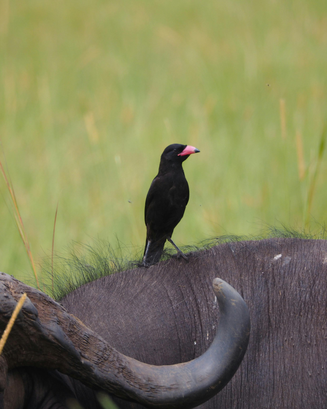 Etosha wildlife and birding safari