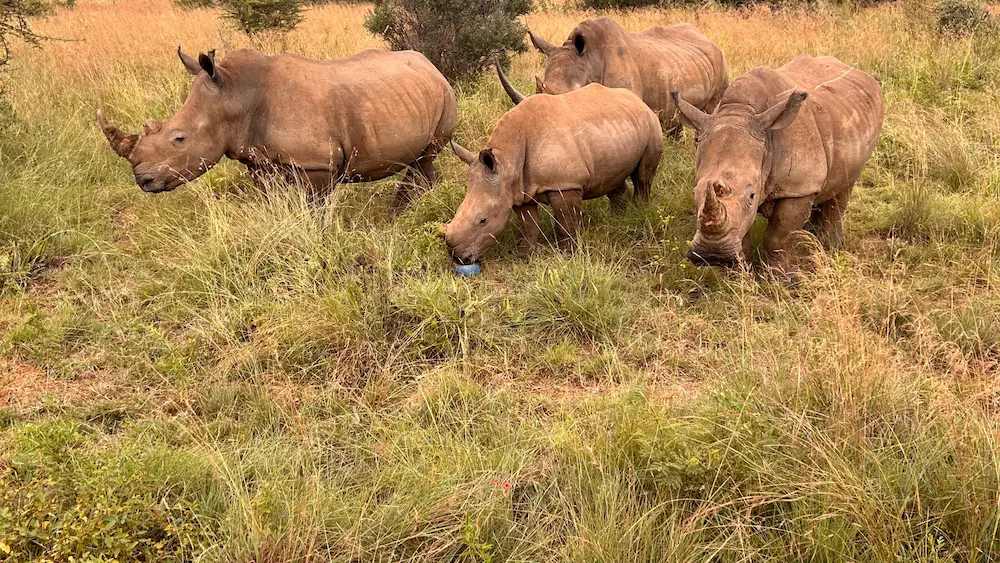 White rhinos on a game drive