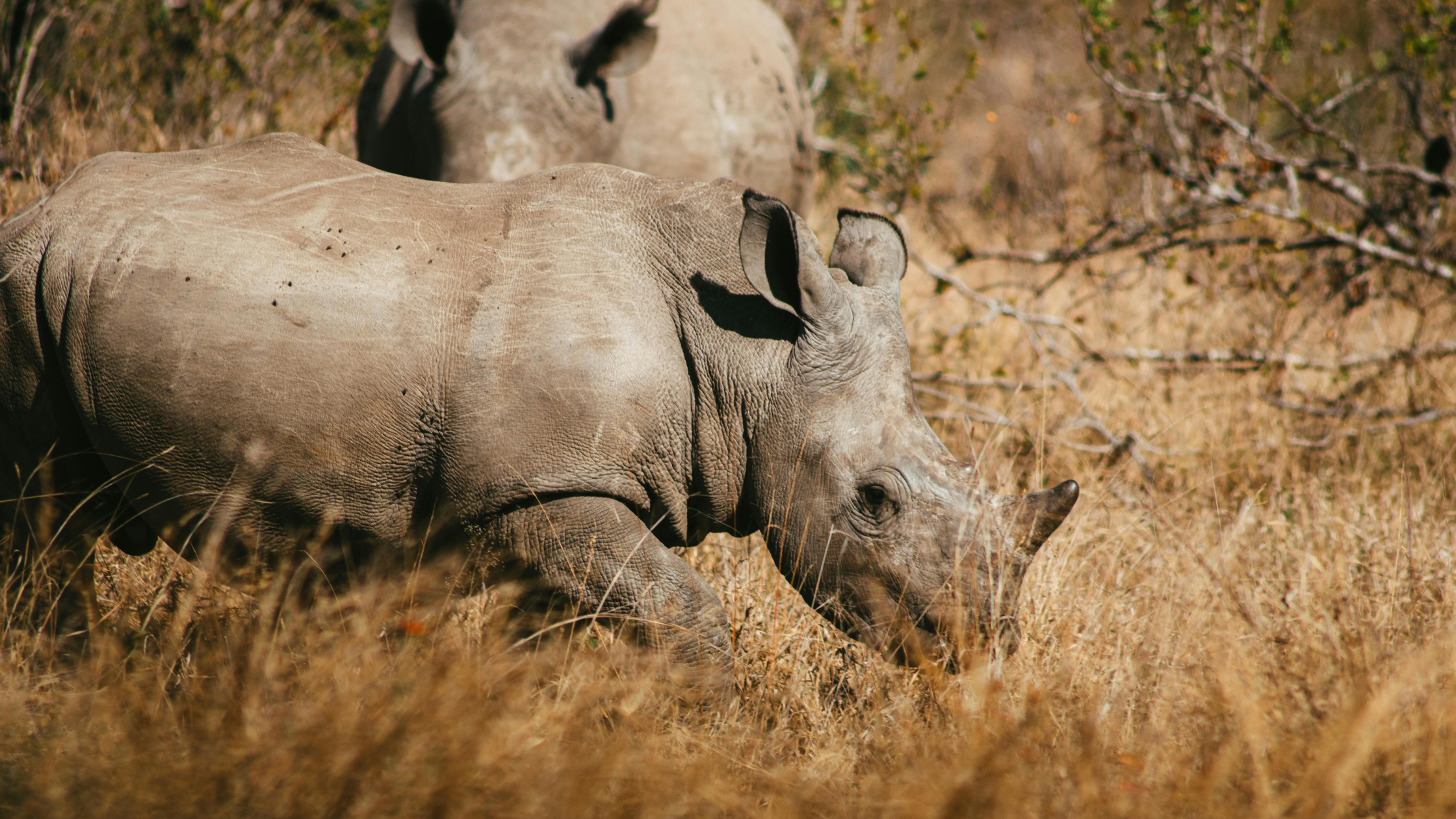 Rhino on safari