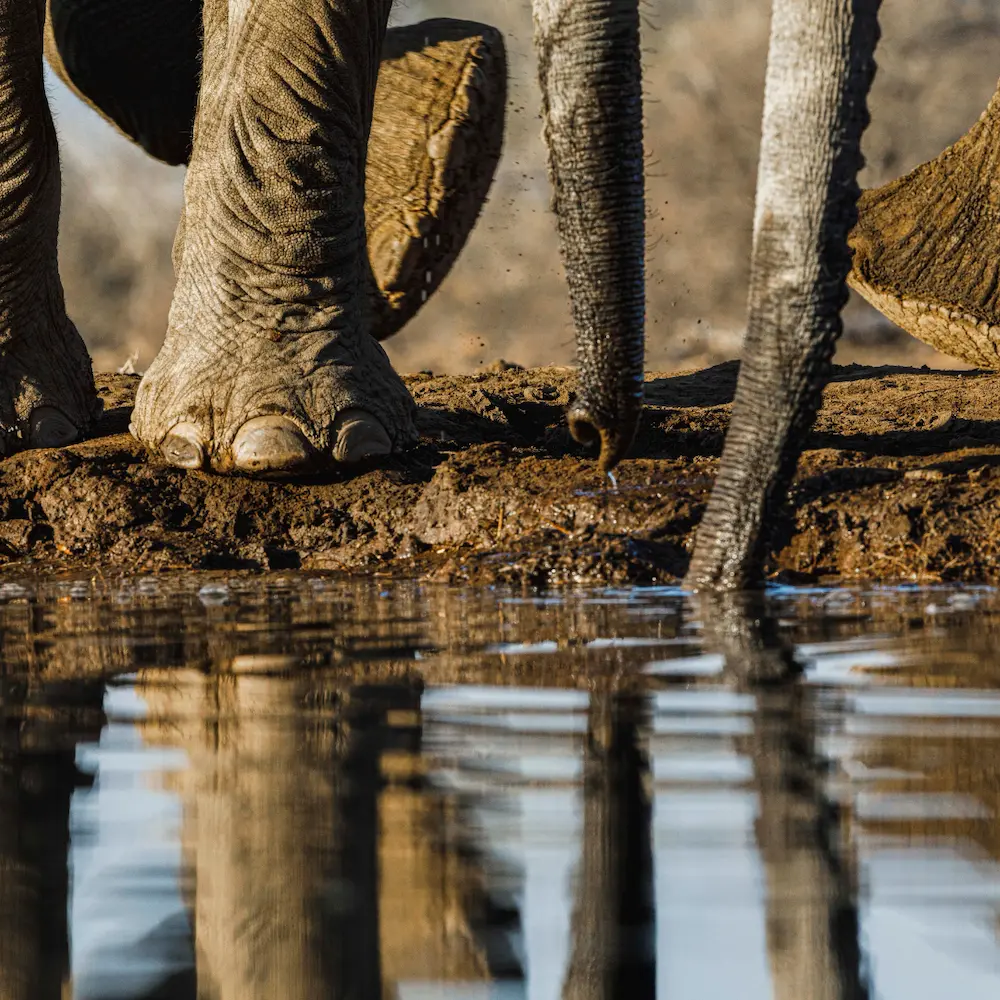 Elephants on safari in Botswana and Chobe River