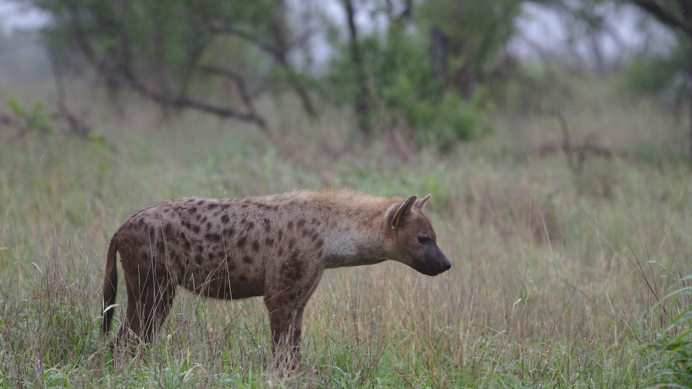 Hyena seen on a night game drive