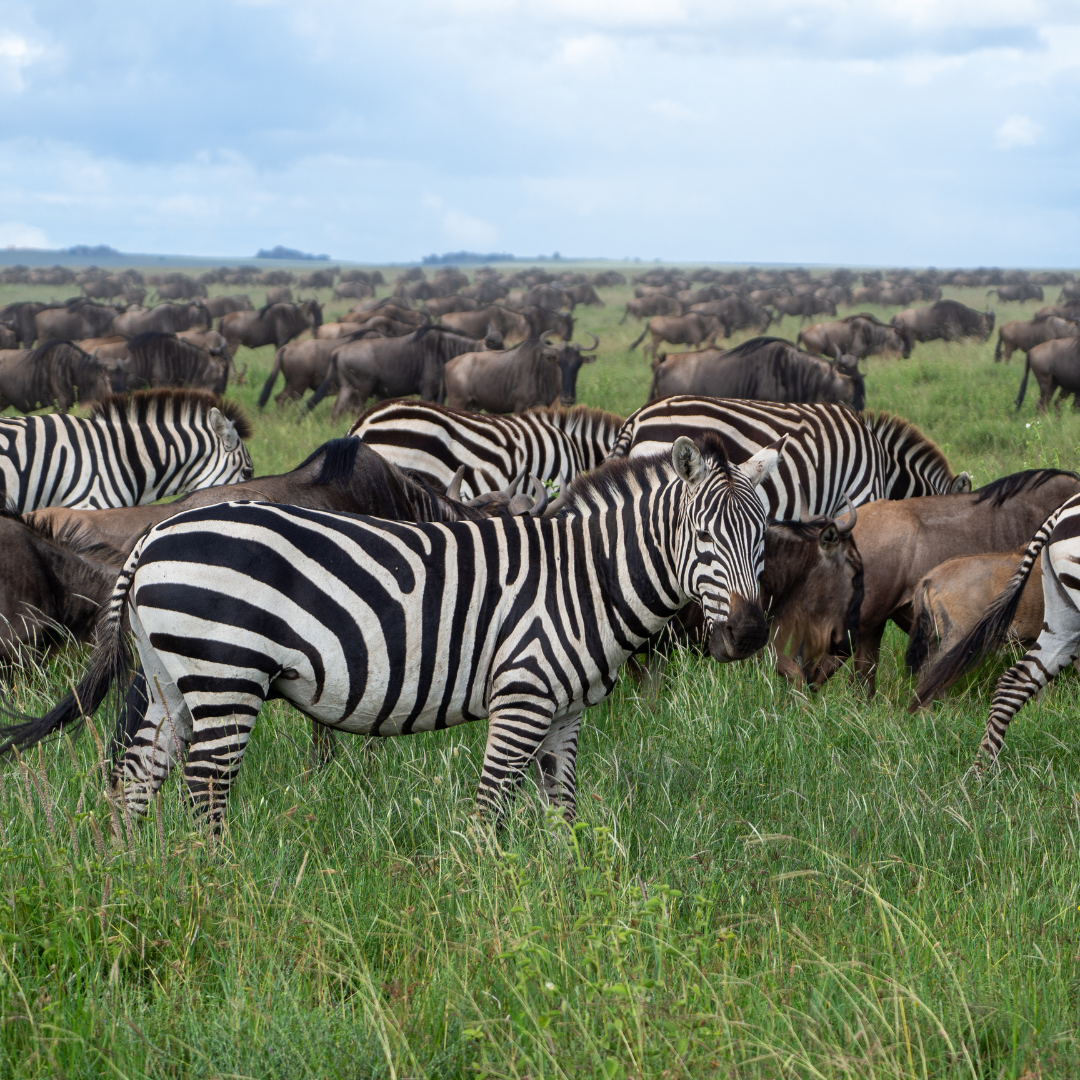 Tanzania safari plains during Serengeti calving season