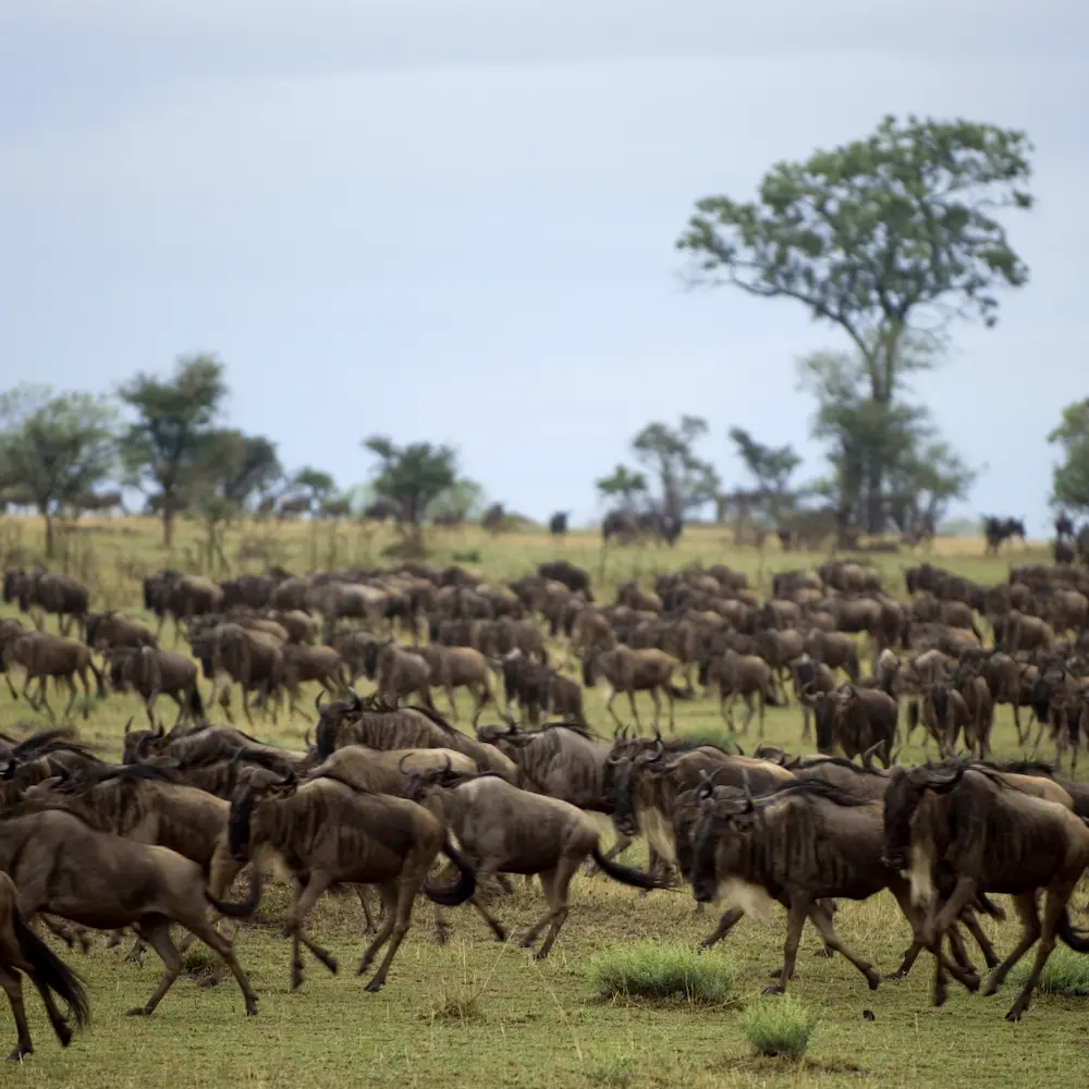 Wildebeest migration in Northern Serengeti