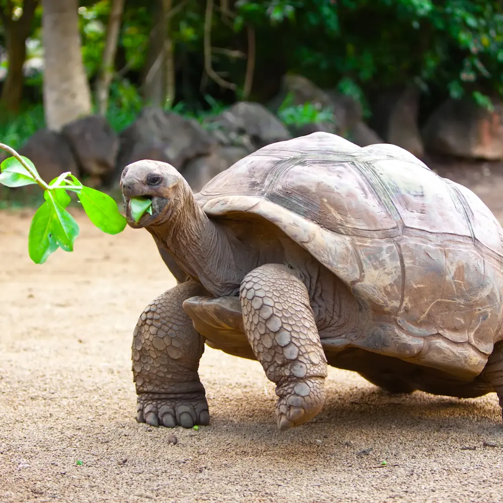 Mahé Island Seychelles
