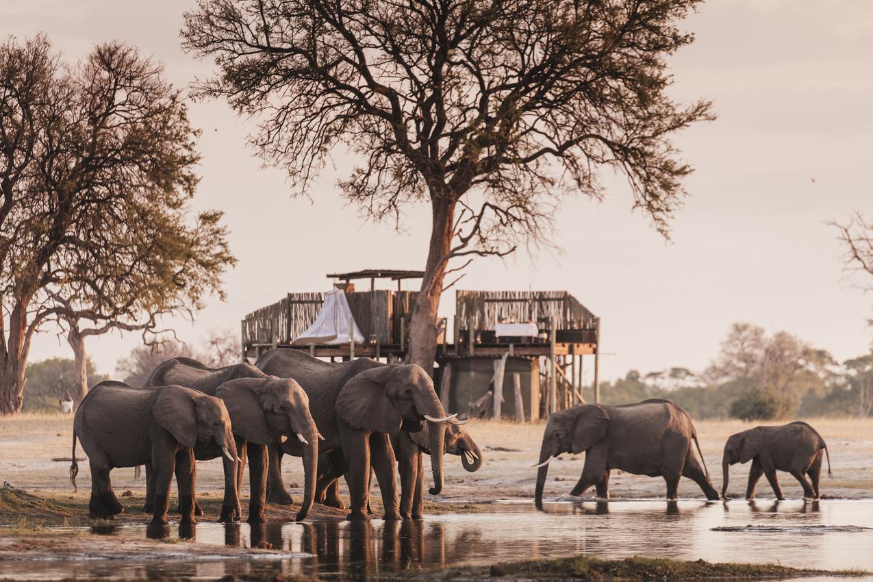 Star bed above a waterhole with elephants in Hwange