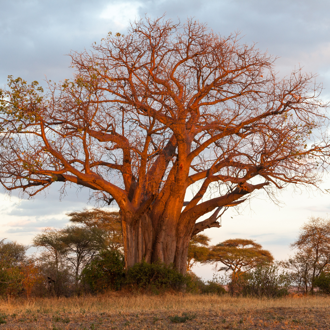 Safari vehicle on Tanzania's Northern Circuit