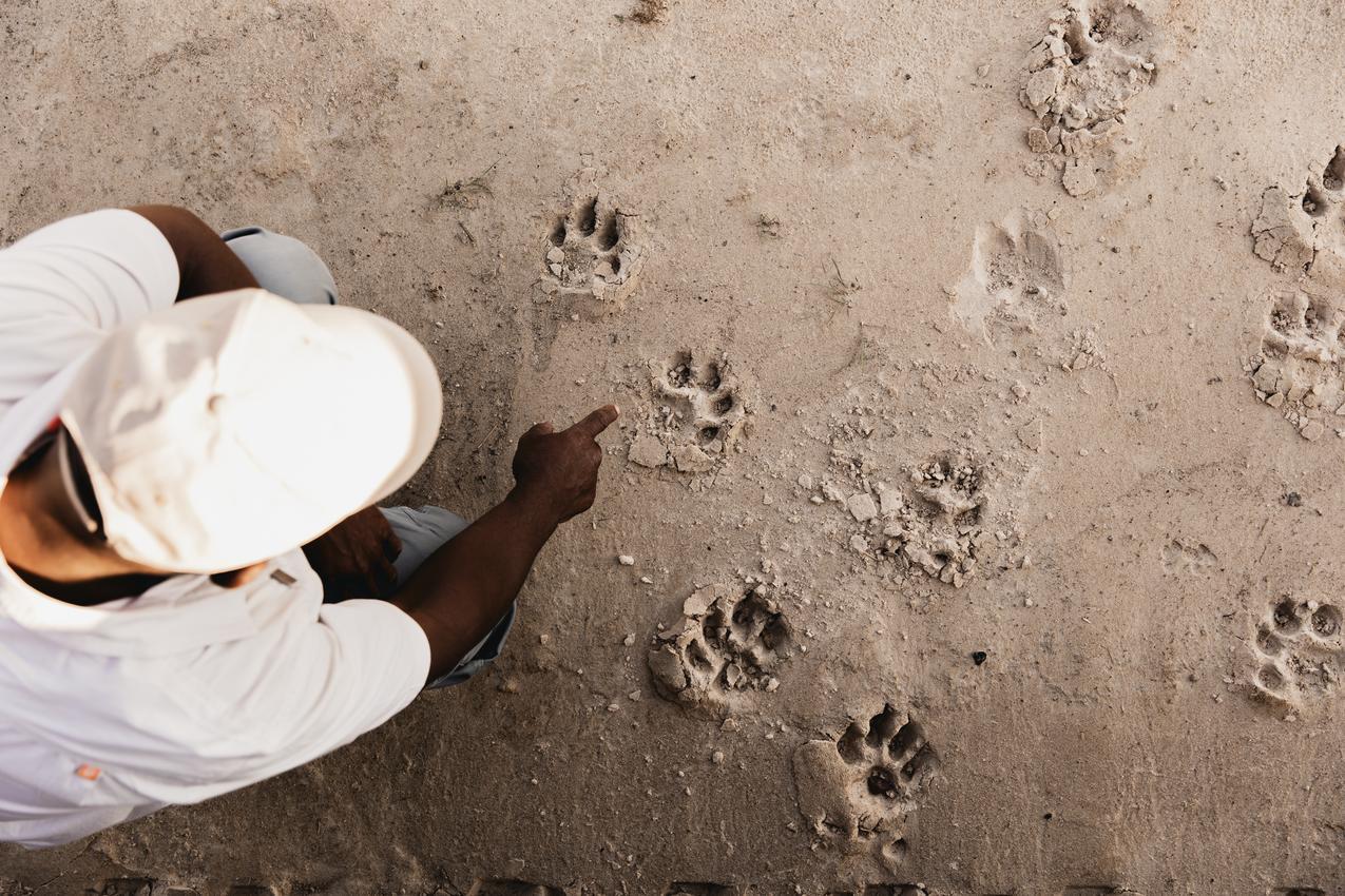 Walking safari in Hwange National Park