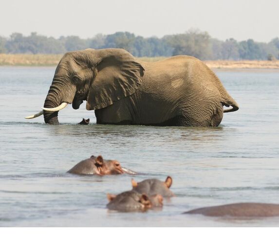 Elephant swimming in the river