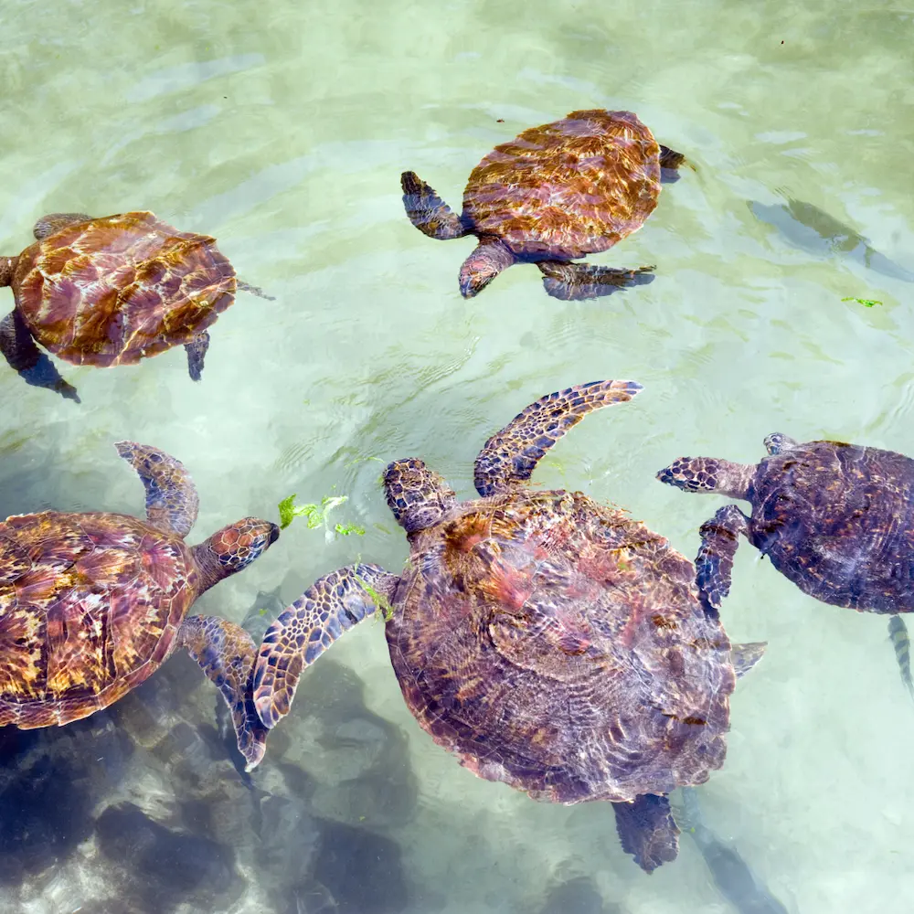 Zanzibar turtle experience in the ocean